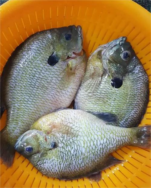 東莞首宏公司水果配送報價表 2025-5-12